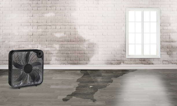 Best Sewage cleanup and water damage restoration  in Lantana, TX